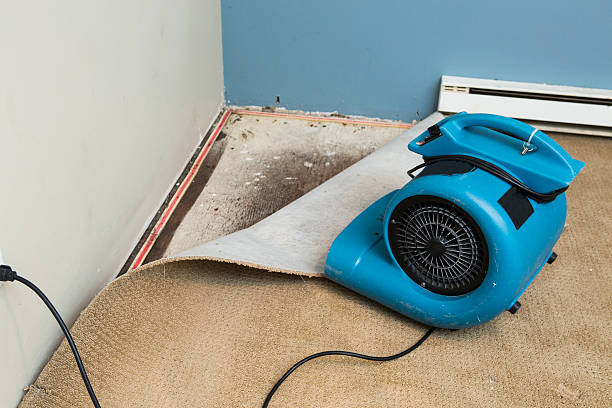 Best Carpet water damage restoration  in Boyne City, MI